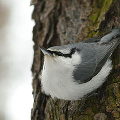 photo "bird"