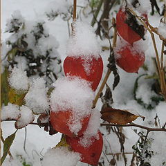 фото "first snow"