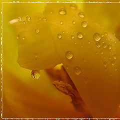 photo "Amber Teardrops"