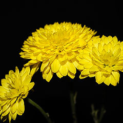 фото "желтые цветы"