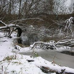 photo "Snow "jungle""