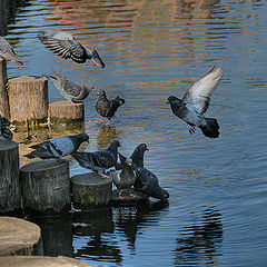 photo "On a watering place"