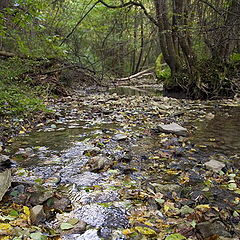 photo "Small river in a wood"