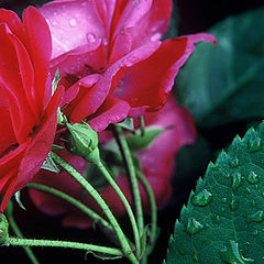 photo "Beautiful Red Rose"
