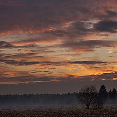 photo "Dark field"