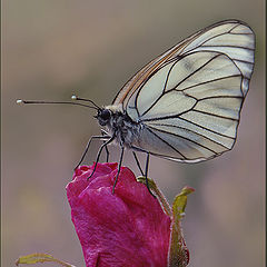 фото "бабочка на розе"