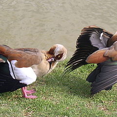 photo "Grooming"