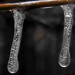 photo "Two Snotty icicleS"