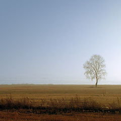 photo "Sad tree"