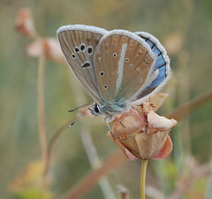 photo "Agrodiaetus ninnae"