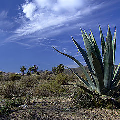 фото "Desert of Cabo de Gata"
