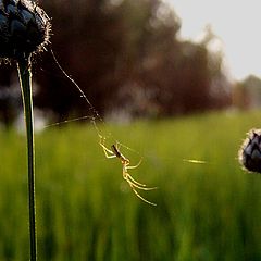 фото "Rope walker"