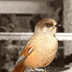 фото "Птичка кукша (Perisoreus infaustus)"