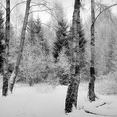 фото "Зимний сон"