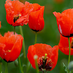 фото "Poppy Flowers"