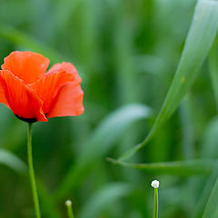 фото "Poppy Flowers"