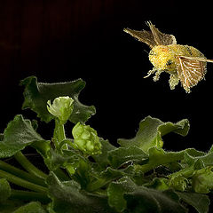 photo "Flight of a bumblebee"