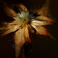 photo "Dry flower"