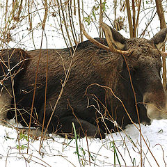 photo "Bedded down..."