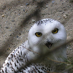 photo "White owl"