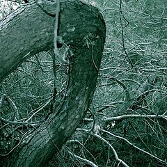 фото "twisted"