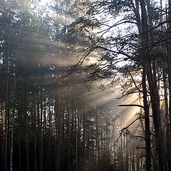 photo "The forest wakes up"