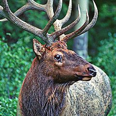 photo "Canadian Elk"