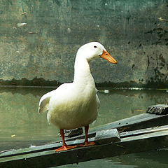 photo "Duck_Solo"