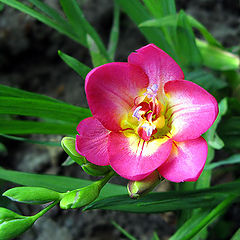 photo "Freesia"