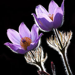 photo "Chukotian snowdrops"