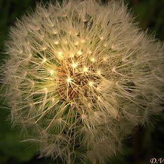 photo "Dandelion"