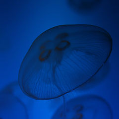 фото "medusas en el agua"