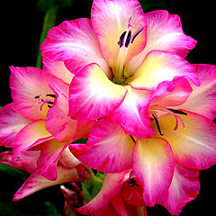 фото "Pink"