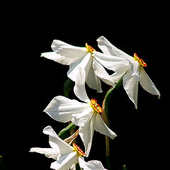 photo "Narcisus"