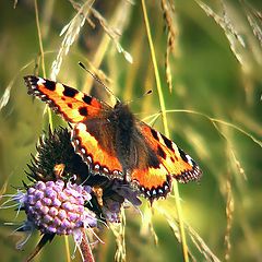 photo "Aglais urticae"