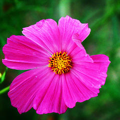 photo "Vivid Flower"