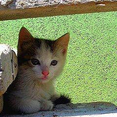 photo "Kedi"