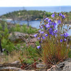 photo "Ladoga. Flowers-handbells"