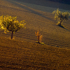 photo "A field in autumn"