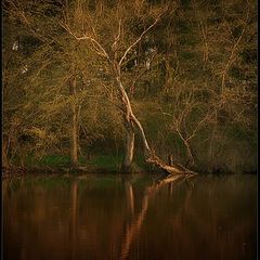 photo "Shadows in paradise"