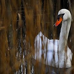 photo "Swan between the sheer"