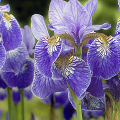 photo "Irises"