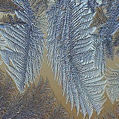 photo "Hoarfrost ..."