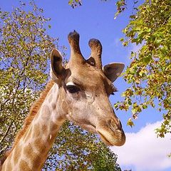 photo "Lady Giraffe"