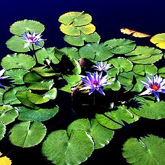 photo "Lotus"