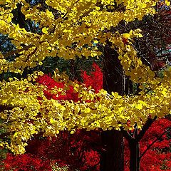 photo "YELLOW and RED"