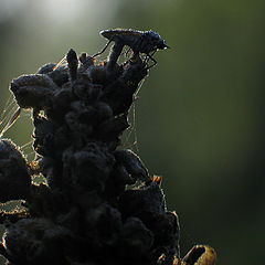 photo "комар"