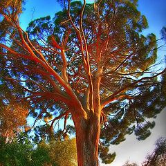 фото "Albero secolare"