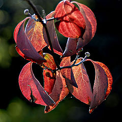 фото "herbst"