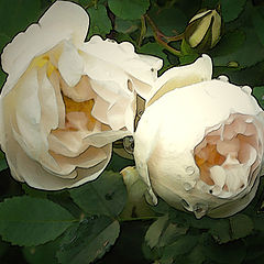 photo "Roses"